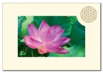 Doppelkarten Querformat Blume des Lebens - 6 Stück